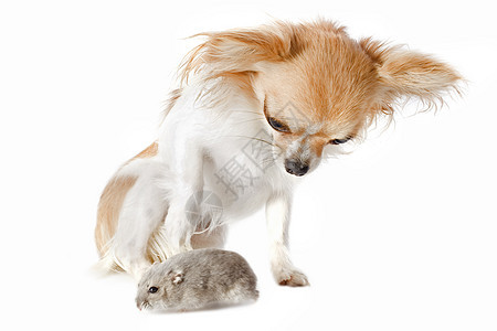 吉其华人和长野仓鼠棕色老鼠动物朋友们工作室宠物伴侣友谊侏儒白色图片