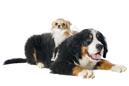 狗和吉华人小狗三色山犬宠物工作室犬类动物婴儿山狗图片