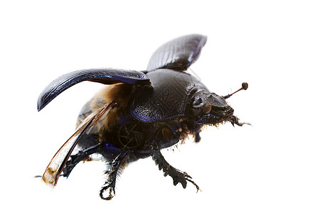 叮当甲虫宏观飞行昆虫动物翅膀蓝色甲虫鞘翅目生物学工作室图片