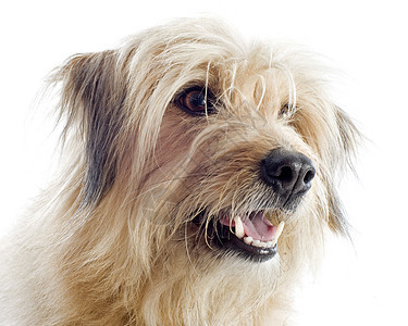 比利牛牧羊犬宠物工作室牧羊犬犬类棕褐色动物毛皮图片