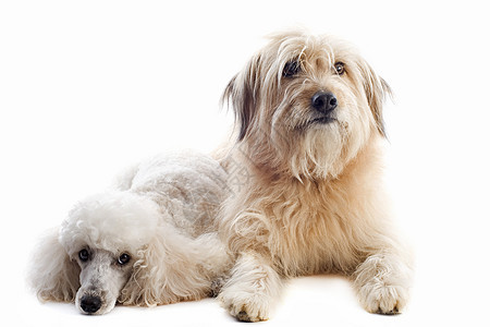 2只2只狗宠物毛皮贵宾朋友们犬类白色牧羊犬棕褐色动物工作室图片
