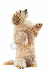格里夫农爪子工作室后肢犬类棕色动物宠物猎狗图片