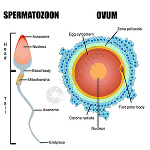 人类数子结构 蛋和精子图片