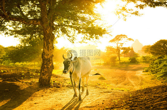牛牛放牧环境农田库存农村传统阳光跑步日落奶牛沙漠图片