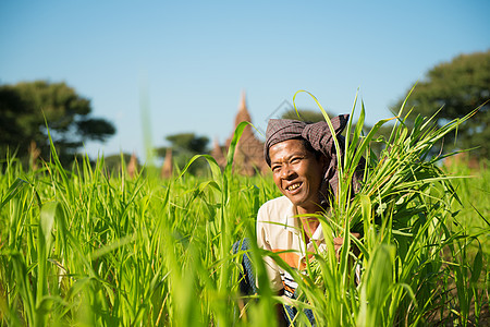 缅甸男性农民传统农田村庄微笑栽培经济稻田劳动者村民工人图片