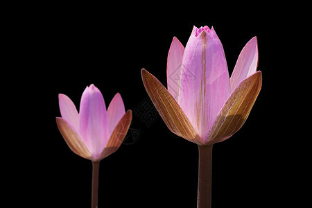 粉色莲花在黑色上被隔绝百合植物学公园花瓣宗教植物异国情调热带荷花图片