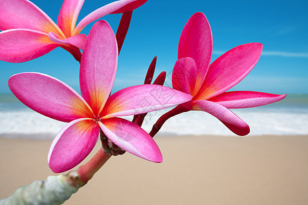 海滩上的花朵紫色瑜伽治疗冥想奢华海洋按摩情调蓝色异国图片