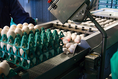 鸡蛋包装生产线包装中的鸡蛋家禽农业篮子制造业质量控制团体输送带农场杂货生产背景