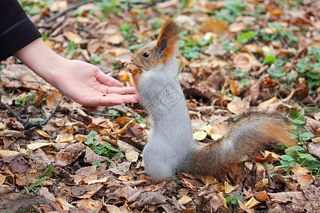 松鼠吃坚果树叶正方形荒野带子毛皮叶子前脚野生动物离合器手臂图片