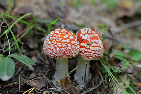 夏季森林中生长的红毒蘑菇中毒木头毒蝇海绵植物季节地面菌盖危险常委图片