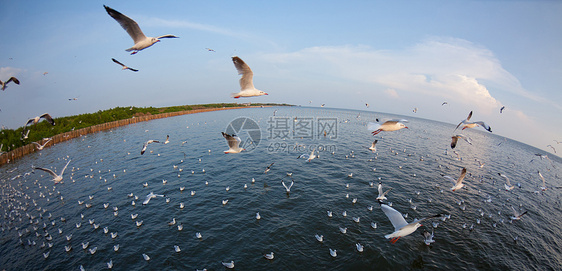 海鸥锁翅膀海鸟海滩天堂海洋团队海岸支撑天空羽毛图片