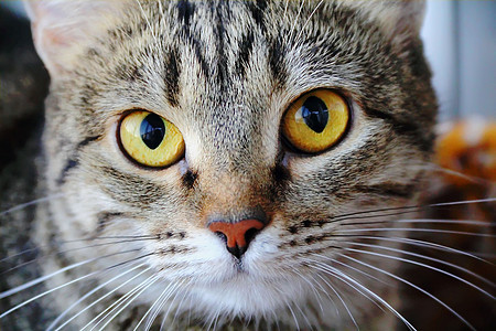 黄眼猫的肖像宠物黄色鬓角动物胡子眼睛条纹哺乳动物胡须图片