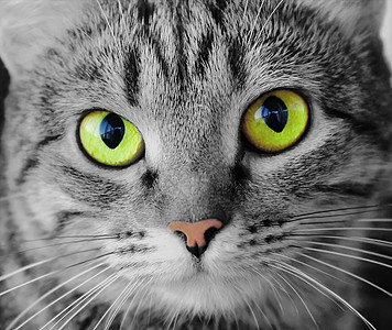 黄眼猫的肖像动物宠物黄色胡子胡须眼睛条纹哺乳动物鬓角图片