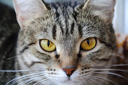 黄眼猫的肖像鬓角宠物眼睛黄色动物哺乳动物胡子条纹胡须图片