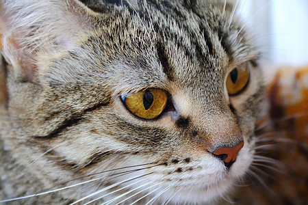 黄眼猫的肖像哺乳动物胡子动物眼睛条纹胡须黄色宠物鬓角图片