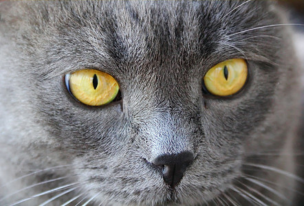 黄眼猫的肖像蓝色灰色宠物胡子眼睛哺乳动物黄色动物胡须鬓角图片