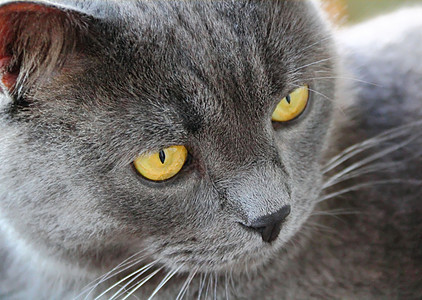 黄眼猫的肖像眼睛宠物灰色哺乳动物黄色鬓角胡子蓝色动物胡须图片