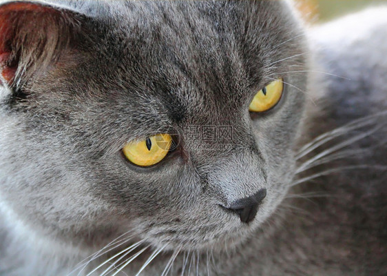 黄眼猫的肖像眼睛宠物灰色哺乳动物黄色鬓角胡子蓝色动物胡须图片