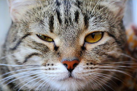 黄眼猫的肖像黄色眼睛胡子动物条纹哺乳动物鬓角胡须宠物图片