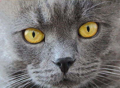黄眼猫的肖像哺乳动物动物胡子鬓角蓝色黄色胡须宠物眼睛灰色图片