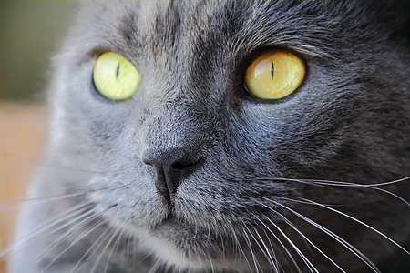 黄眼猫的肖像蓝色灰色鬓角宠物胡子黄色动物眼睛哺乳动物胡须图片