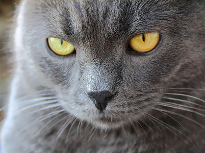 黄眼猫的肖像哺乳动物胡子宠物灰色鬓角胡须蓝色眼睛动物黄色图片