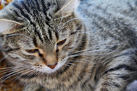 猫的肖像黄色条纹胡须哺乳动物动物宠物眼睛鬓角胡子图片