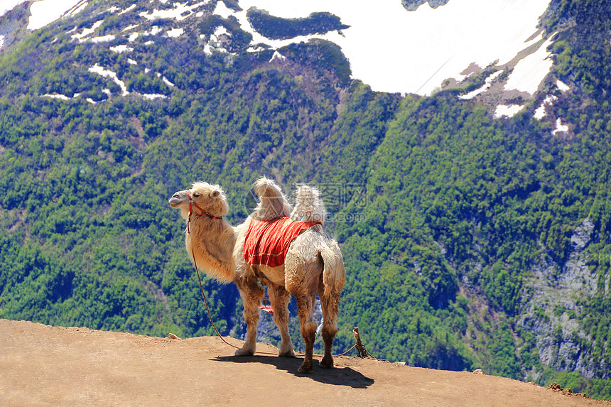 高高加索山区孤单骆驼旅行棕色动物哺乳动物孤独图片
