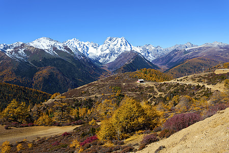 秋天中国哈巴雪雪山风景图片