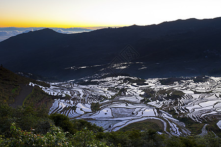 池云南省元阳田稻田的日出工作稻田旅行村庄生态种植园旅游爬坡游客鸳鸯图片