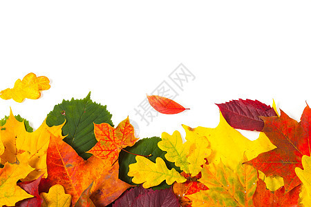 美丽多彩的秋叶山楂公园橙子纹理藤蔓橡木桦木森林榆树植物群图片