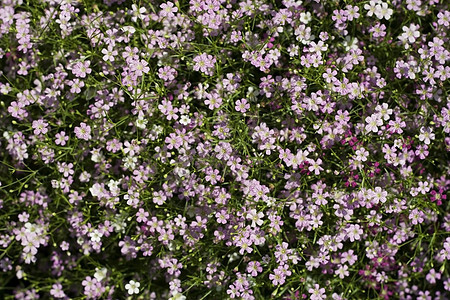 Gypsophila 花花阳光紫色报复粉色园艺绿色植物植物群背景图片