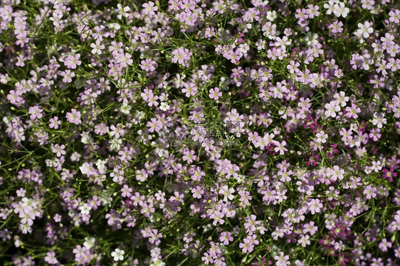 Gypsophila 花花阳光紫色报复粉色园艺绿色植物植物群图片