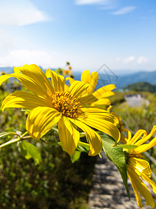 墨西哥向日葵草和蓝天向日葵土井荒野黄色旅行天空杂草蓝色树木图片