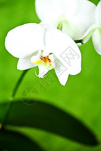 白兰花的树枝异国热带白色植物群植物兰花绿色情调图片