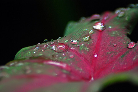 露露在树叶上花园生活雨滴生长天气露珠环境水滴草地植物图片