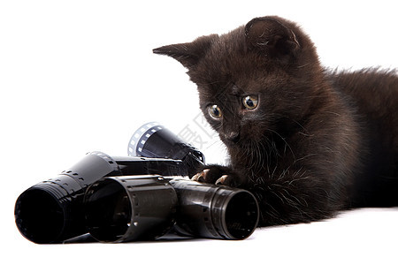 黑小黑猫友谊爪子哺乳动物猫科动物耳朵动物晶须农场毛皮脊椎动物图片