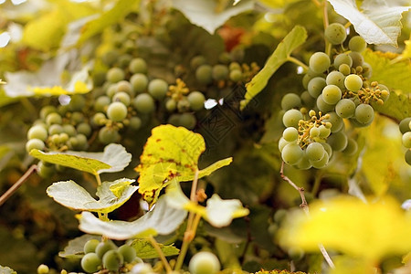 白葡萄挂在树枝上季节叶子农业食物收成生长农场水果葡萄园植物图片