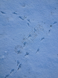 冬天曲目鸟类白色背景图片