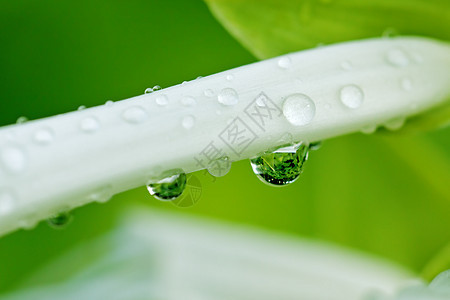 白花花瓣上的水滴图片