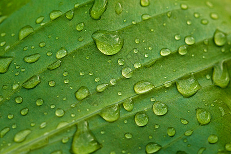 雨后水滴在绿铅上图片