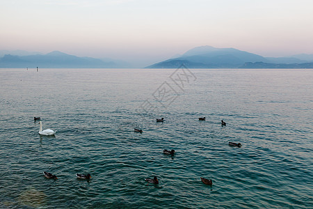 美丽的天鹅和鸭子 在加尔达湖水面图片