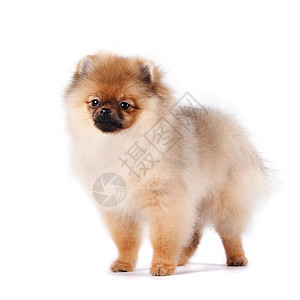 斯皮茨狗的小狗棕色犬类头发哺乳动物乐趣毛皮友谊动物忠诚爪子图片