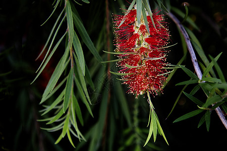 瓶刷花花刷子绿色红色情调活力异国植物群瓶子花园叶子图片