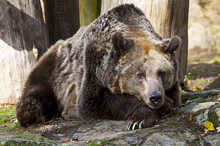 棕熊动物学爪子哺乳动物外壳公园荒野食肉动物园景点旅游图片