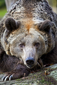 棕熊食肉危险外壳观光旅行动物景点动物学动物园公园图片