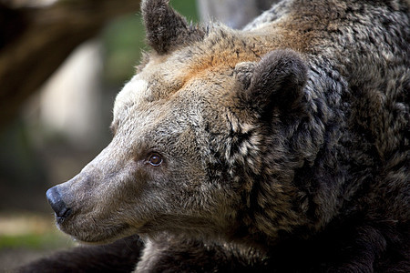 棕熊哺乳动物旅行动物园爪子公园外壳动物学景点观光危险图片