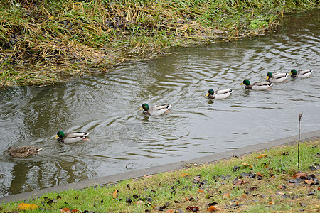 线性水禽游泳绿色环境池塘沼泽溪流羽毛蓝绿色动物图片
