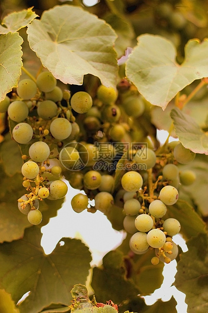 白葡萄挂在树枝上葡萄园季节食物生长水果农业收成植物树叶叶子图片