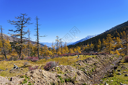 山地秋天风景 森林丰富多彩山脉叶子晴天国家植物阳光农村天气木头太阳图片
